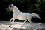 Holsteiner Valerie 8076.JPG